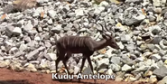 Zoo Atlanta Kudu