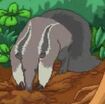 Giant Anteater