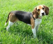 Beagle as Smeargle