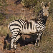 Hartmann's Mountain Zebra.jpg
