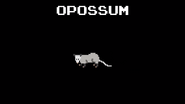 KPS Opossum