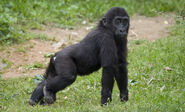 Baby Western Lowland Gorilla as Darumaka