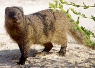 Mongoose, Egyptian