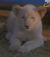 Scout's Safari (2002-2004)