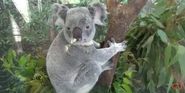 Zoo Miami Koala.png (2.34 MB) Koala