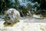 Desert Woodrat as Malagasy Giant Rat