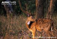 Chital as Rex