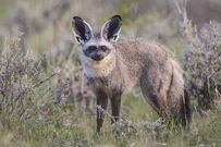 Bat-Eared Fox.jpg