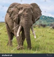 Big Bull Elephant.jpg (3.16 MB)