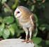 Common Barn Owl as Anchiornis