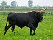 European-Widlife-Aurochs-Backbreeding-Wild-Cattle-Facebook-Taurus Foundation.jpg