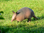 Nine-banded armadillo (Dasypus novemcinctus)