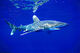 Oceanic Whitetip Shark