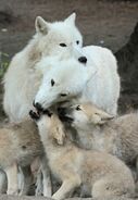 Pack of Tundra Wolves