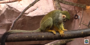 Common Squirrel Monkey