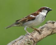 House Sparrow as Russet Sparrow