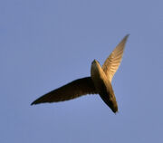 Swift, chimney.jpg