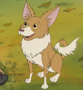Tutu as Perrito