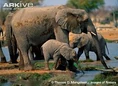 African Elephants At Waterhole.jpg (12 KB)