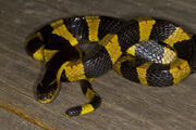 Banded Krait.jpg