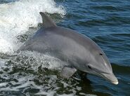 CommonBottlenoseDolphin