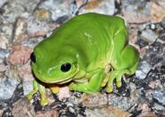 Frog, Australian Green Tree
