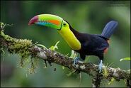 Keel-Billed Toucan as Buttercup