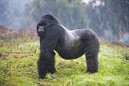 Mountain Gorilla