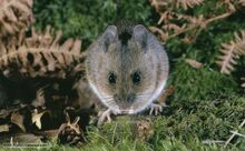 Wood mouse 1.jpg