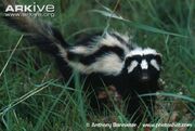 Zorilla-amongst-grass.jpg