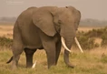 African bush elephant.jpg (68 KB)