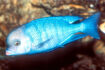 Malawi Blue Dolphin
