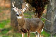 Deer, Whitetail