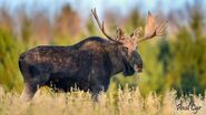Eastern Moose as Woog
