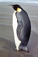 Emperor penguin (Apetondes fosteri)