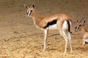 Female Gazelle (Animals).jpg
