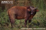 Forest-buffalo-side-view.jpg