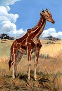 Giraffa jumae