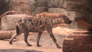 Eastern Spotted Hyena as Bullet Bill