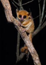 Pygmy mouse lemur.jpg