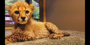 Tanzanian Cheetah Cub as Tally