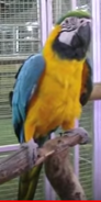 Blue and Gold Macaw