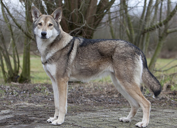 dutch wolf dog