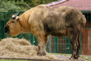 Sichuan Takin as Lexovisaurus