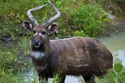 Sitatunga