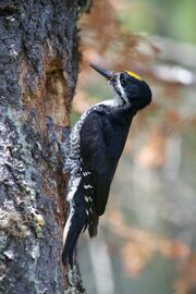 Black-backed woodpecker.jpg
