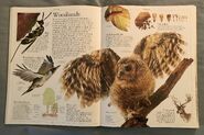 DK Encyclopedia Of Animals (22)