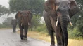 Default-1464357611-2422-elephants-could-hear-rain-over-hundreds-of-kilometers.jpg (31 KB)