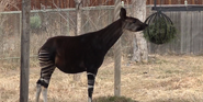 Okapi as Dreadnoughtus