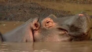 HugoSafari - Hippopotamus01